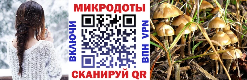 как найти закладки  Рудня  Псилоцибиновые грибы Cubensis 